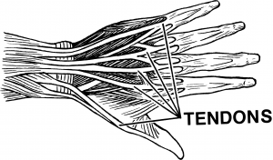 Tendon_(PSF)