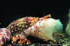 Marine Cone Snail for Diabetes Treatment