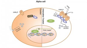 Photo of Abstract of Artemisinin Action in Alpha Cells