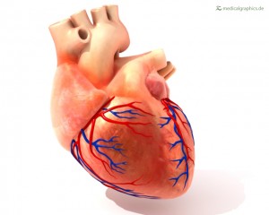 Human heart with coronary arteries