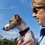 Dogs and Diabetes - Can Dogs Help People with Diabetes